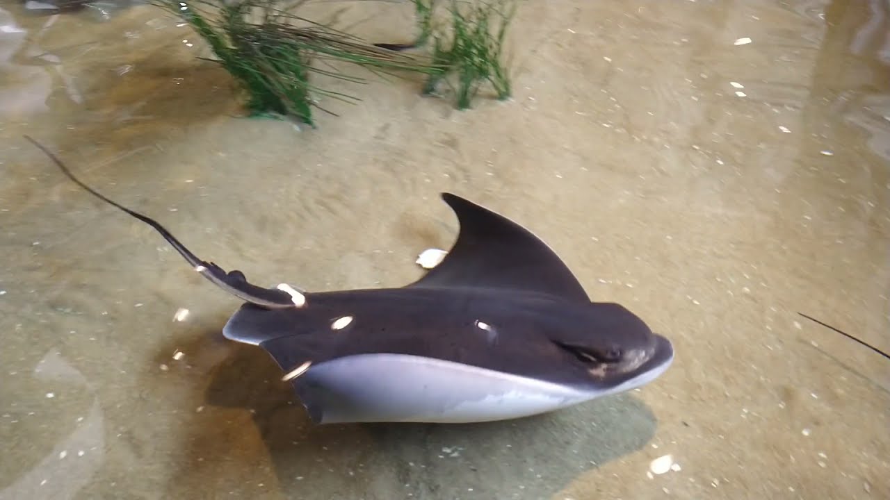 Monterey Bay Aquarium Bat Rays (No Sound) YouTube