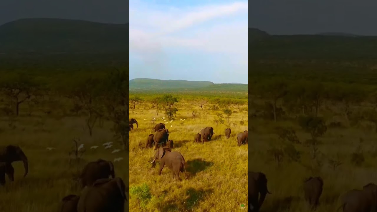 Africa – Elephants in Namibia, Elephants o KwaZulu-Natal Bush, Wildebeest in Savannah Plains