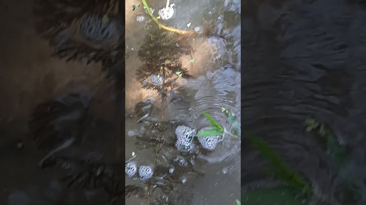 @@#เฮาเลี้ยงไก่ใช่ๆเลี้ยงนกวกมาเลี้ยงปลาจะให้ครบตามตำราต้องเลี้ยงกบเลี้ยงเป็ดและห่าน#@@