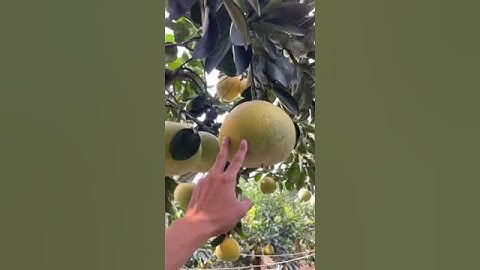 Độc Lạ Bưởi Cảnh Tết, Bưởi Quả Thật. Và Những cây bưởi cảnh tết đắt giá nhất Việt Nam. 0911451210.