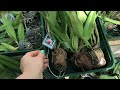 PACHARA ORCHIDS Таиланд обзор полученных растений!!