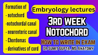 Notochord process formation | Embryology | 3rd week of embryo