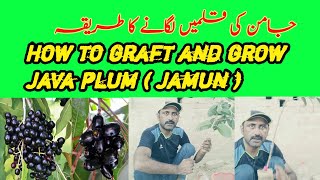 🔴 How to graft and grow java plum ( jamun ) from cutting 🔴