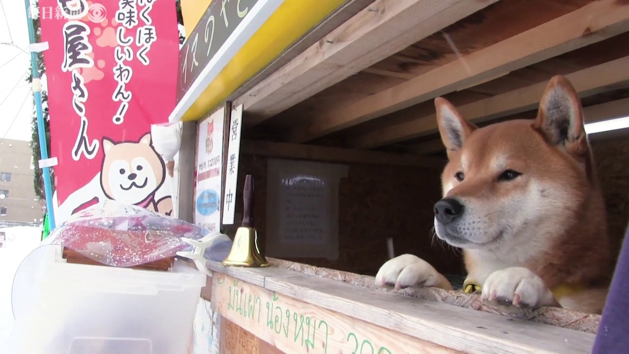 柴犬のケン 札幌の焼き芋店で店番 海外観光客にも人気 Youtube