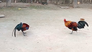 24 (1) qaib f1f2 tseem tsi tau khav nawb nyiam nug tau nawb . 2024