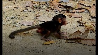Shaking Body & So Worry See Baby Lucas Alone Cos Tara Can Kidnap On The High Tree