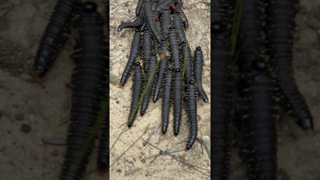Caterpillar dancing. Sawfly larvae.