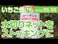 いちご畑【79】水切りネットをストッキング深型に変更