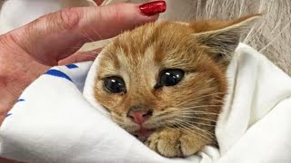 Stray Kitten Cried And Called For Help Until a Couple Heard Him by BazPaws 7,914 views 2 weeks ago 2 minutes, 13 seconds