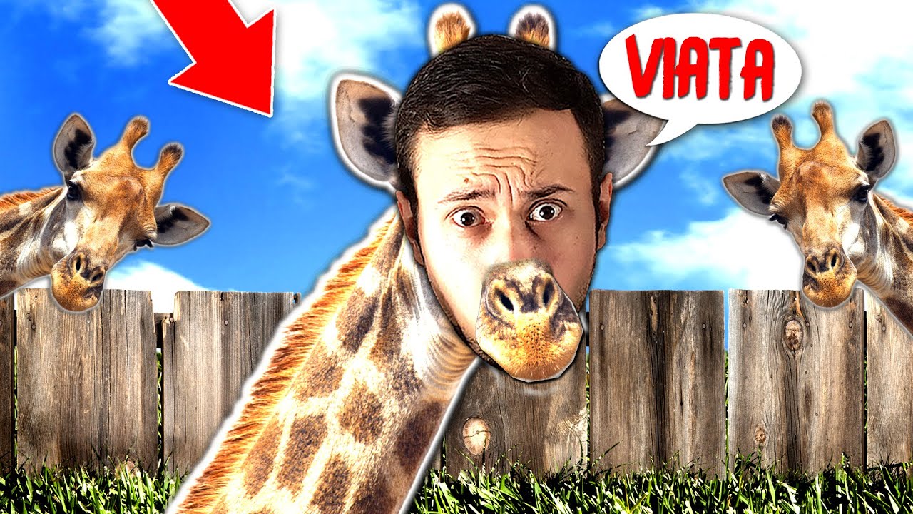 VIATA unei GIRAFE ! Ce face ?