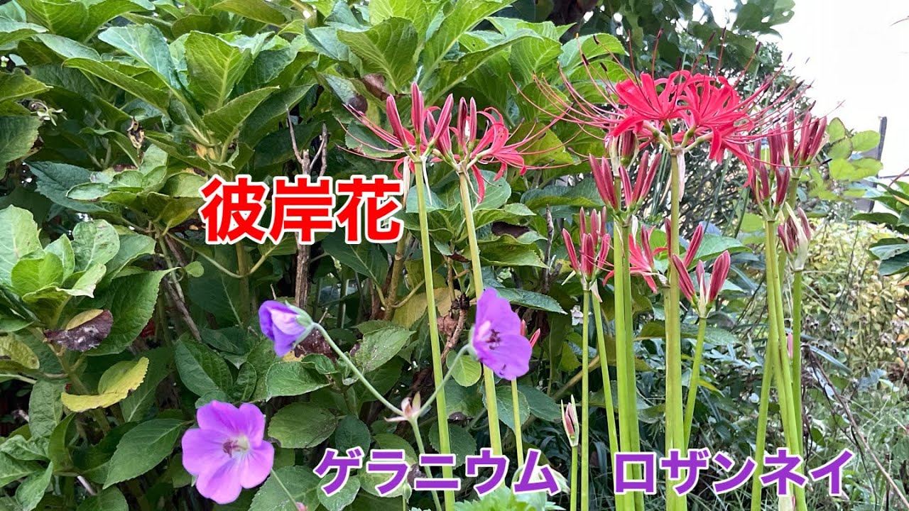 まるおの母 まるこの宿根草と低木の庭 22 09 18 朝焼け 秋晴れ 暗くなったり明るくなったりの庭 台風の影響 彼岸花の色によく似た赤とんぼがやって来た 秋ですね Youtube まるおの母 まるこの宿根草と低木の庭 22 09 18 朝焼け 秋晴れ 暗くなったり明るくなったりの庭 台風の影響 彼岸花の色によく似た赤とんぼがやって来た 秋ですね Youtube