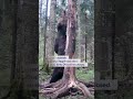 Kus need karuotid elavad? 🍯🤨 #postimees #metsloom #karu #loodus