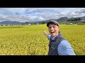 Beautiful Corner of Japan before Rice Harvest