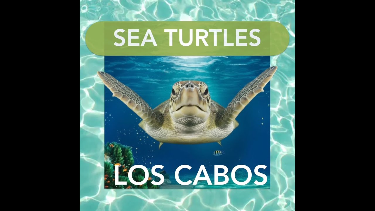 Sea Turtle Los Cabos | 5 Incredible Species in Baja California Sur Coastal Waters