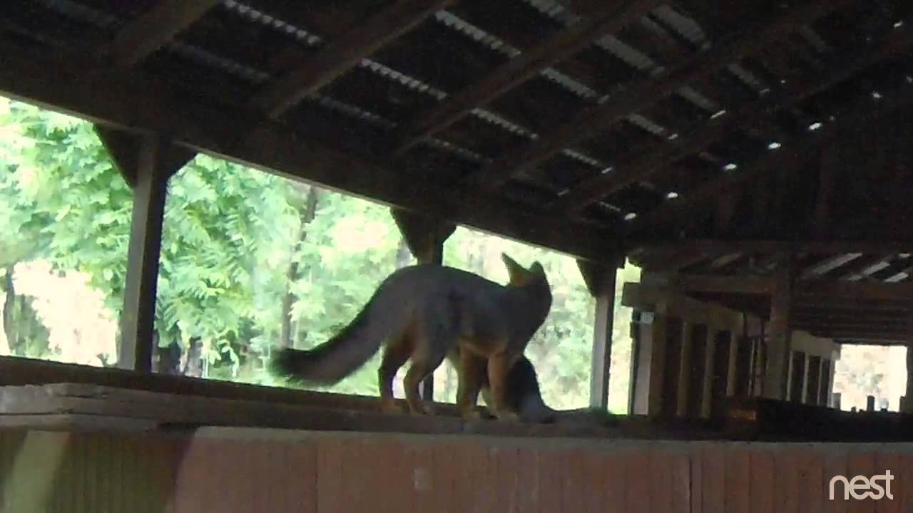 Dry Creek Valley Grey Fox Mother and Kit