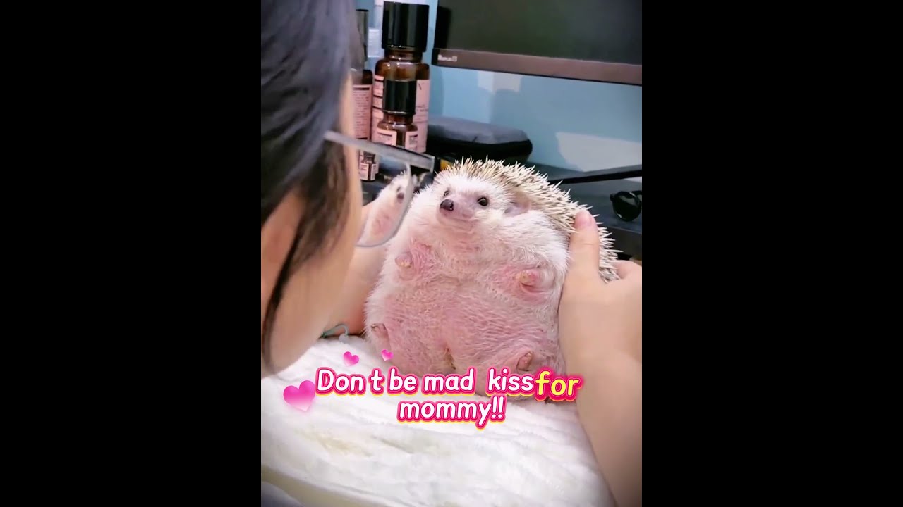 🦔💢 Don't call me chubby! #HedgehogLife #cute #pets #spiky #funny #trending #shorts