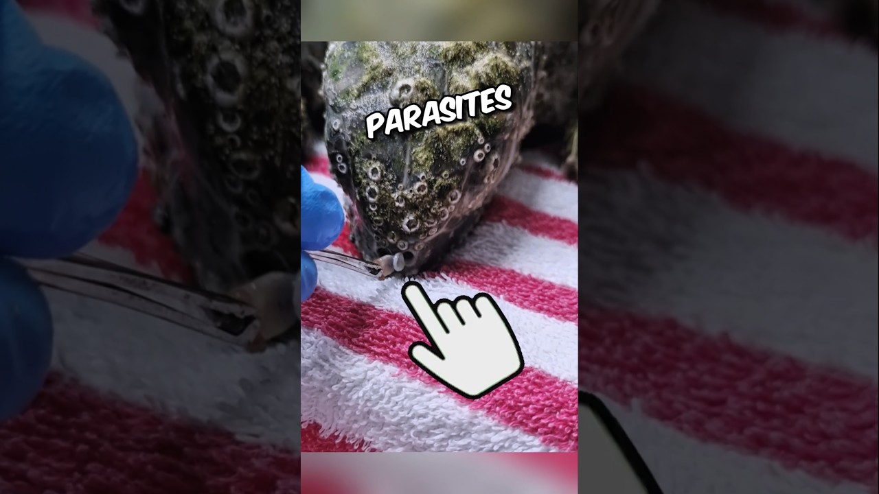 restless sick sea turtle🥺 