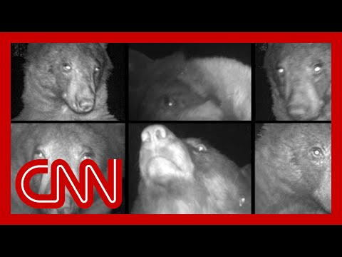 CNN: Diva bear can't stop taking selfies on wildlife cam
