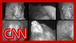 Diva bear can't stop taking selfies on wildlife cam screenshot 5