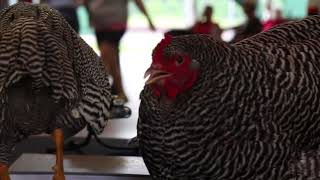 Plymouth Rock 2 (Large Fowl, Barred)