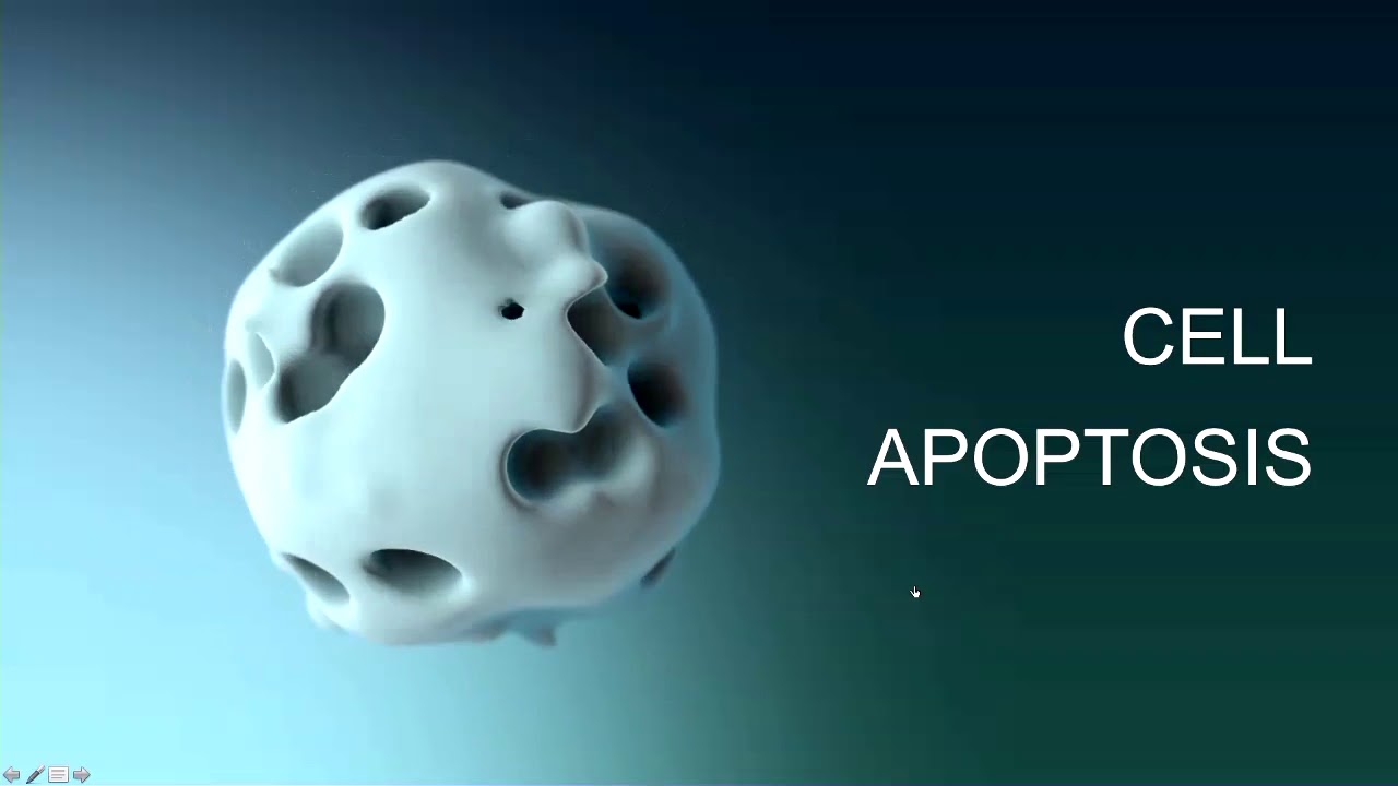 Creating Organic Animation With C4d Volume Mesher Elizabeth Mcdonald Youtube Animation Medical Illustration 4d Animation