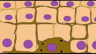 GENETICS OF HAIR, SKIN, IRIS COLOR: INTRO