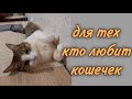 Для тех кто любит кошечек