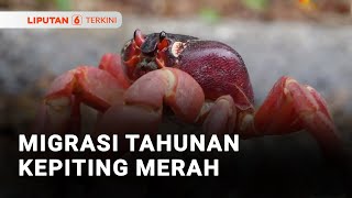 Jutaan Kepiting Merah Migrasi Tahunan | Liputan 6