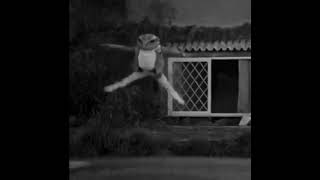I Walk A Lonely Road! Dancing Frog!