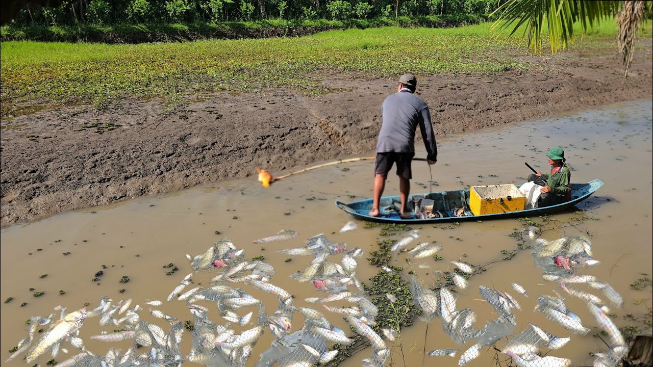Kích Bầy Càng Cù Con Nào Cũng Khủng Liền Con | kích Cá