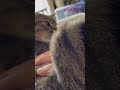 猫のお腹触ってそのまま顔触ろうとしたら怒られた