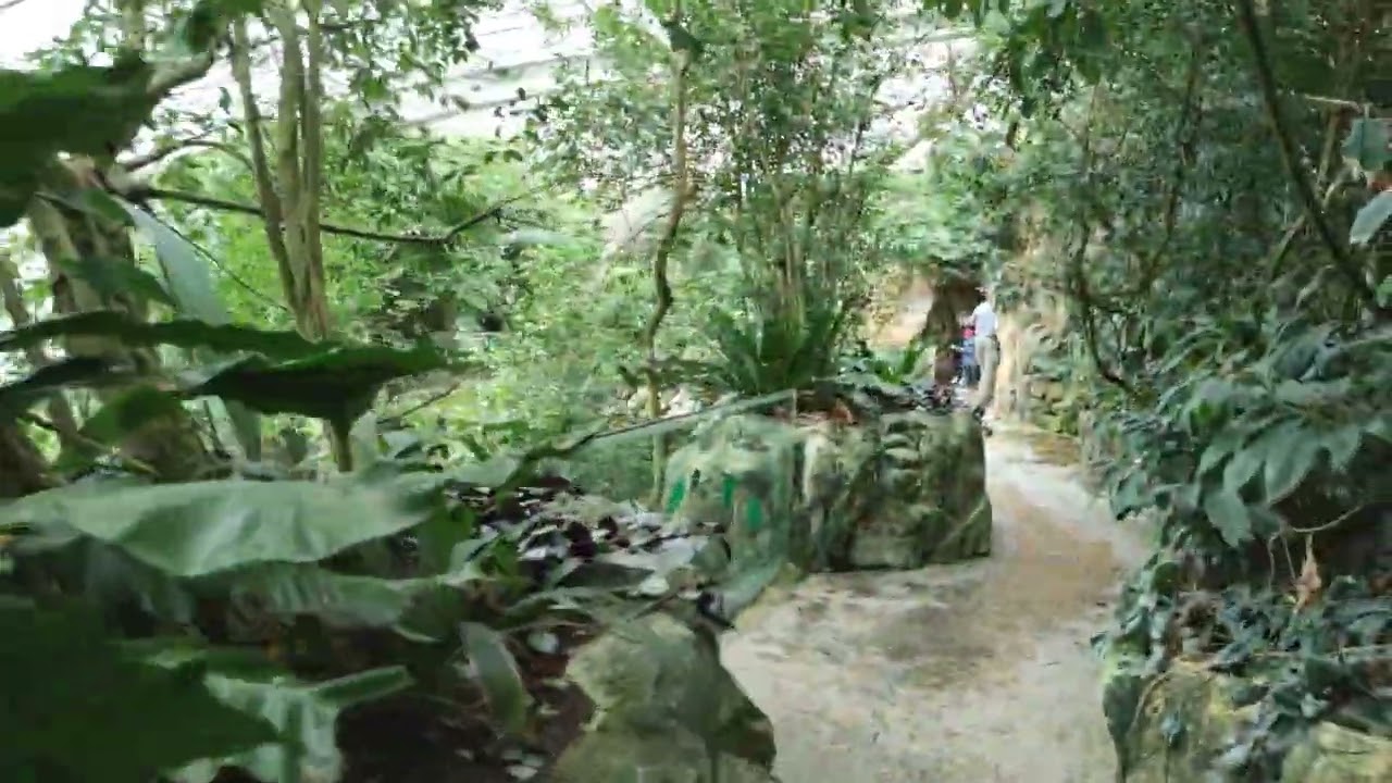 Regenwaldhaus Dschungel Wald Tierpark Zoo Vienna Tiergarten Schönbrunn Rundgang Tiere Tier Überblick