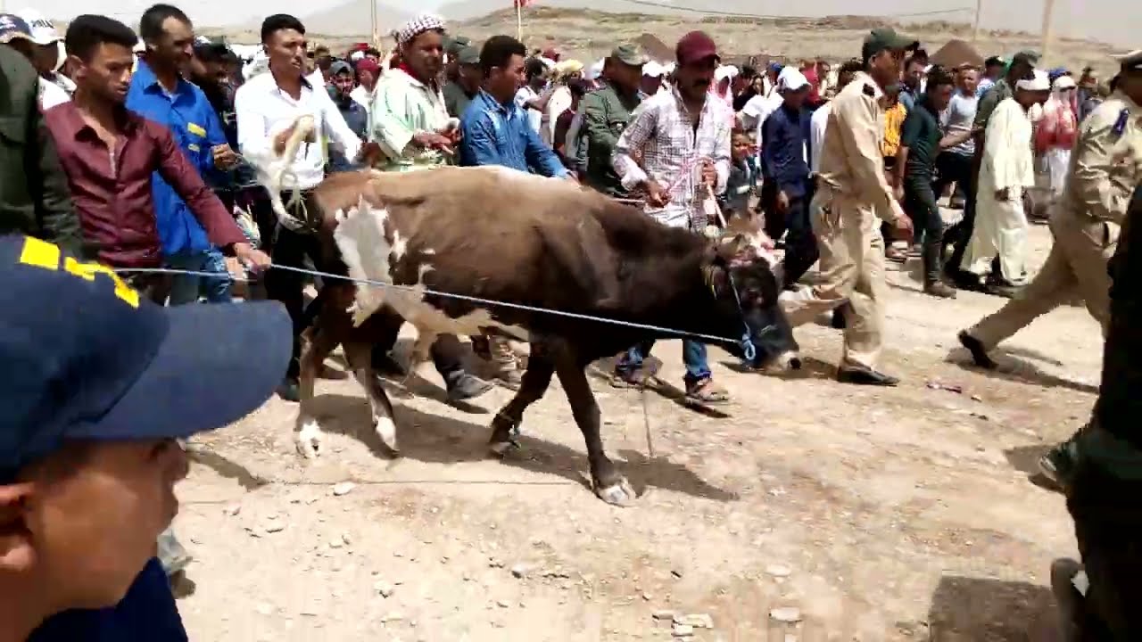 موسم مولاي علي بن عمرو بتالسينت لسنة 2022