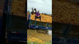 Elderly Man’s Truck Stuck in Mud While Harvesting Corn, Passersby Lend a Hand to Show Human Kindness