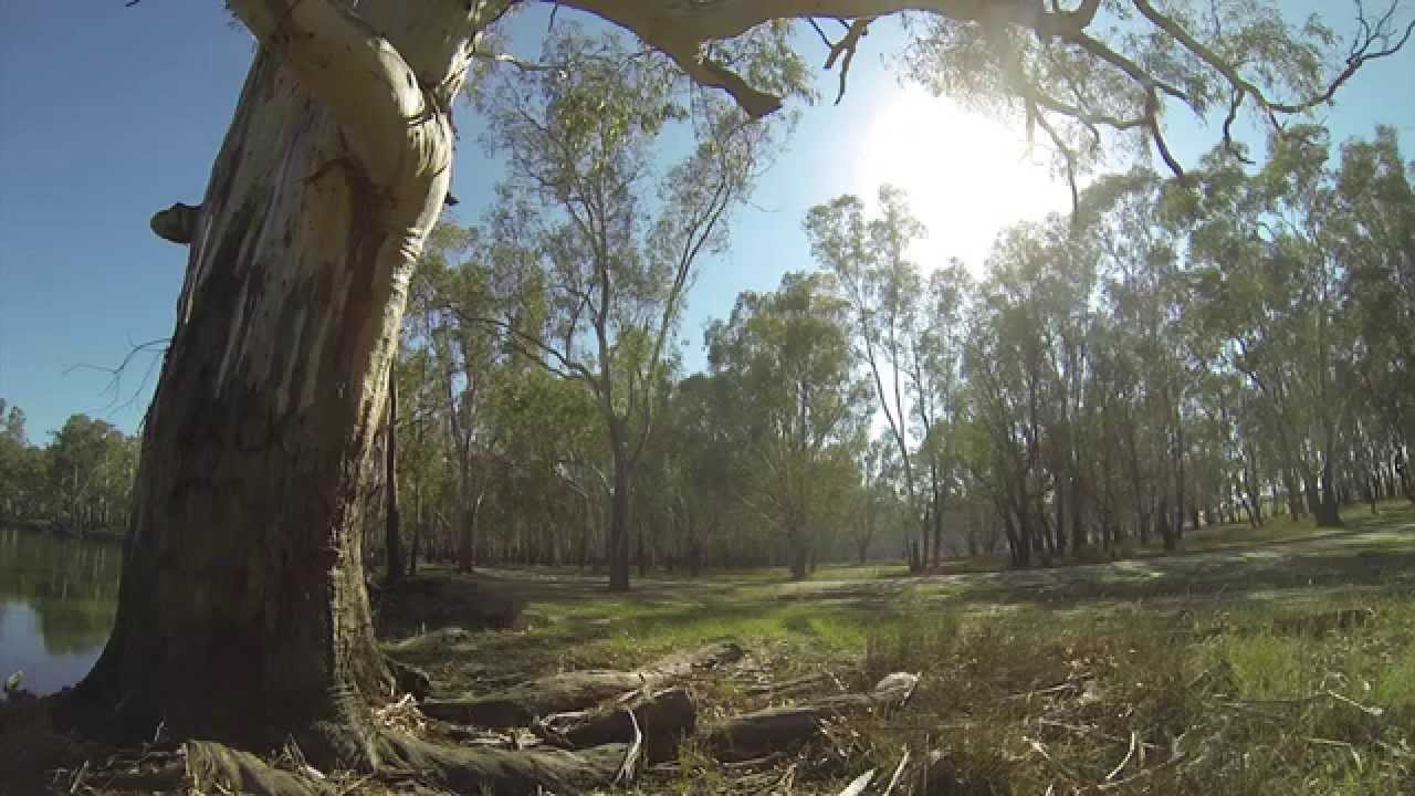 Granthams Bend, Murray River, East of Bundalong, VIC
