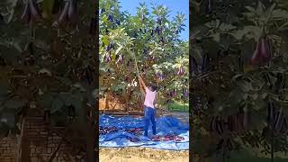 Harvest Eggplant Vegetables With A Fairly Large Tree shorts
