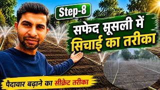 🌱 Step-8 | सफेद मूसली में सिंचाई का सही तरीका 🌱