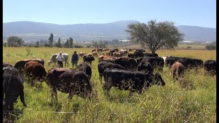 P162 Ahorros de 500 mil pesos al año, con la Ganadería Regenerativa