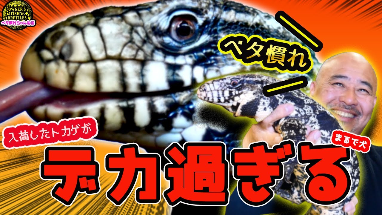 パープル猫　モールのW&Bテグー、フトアゴハイポゼロ、ホホベニウミウシ Just like a dog] We have a new tegu that's used to being a beacon