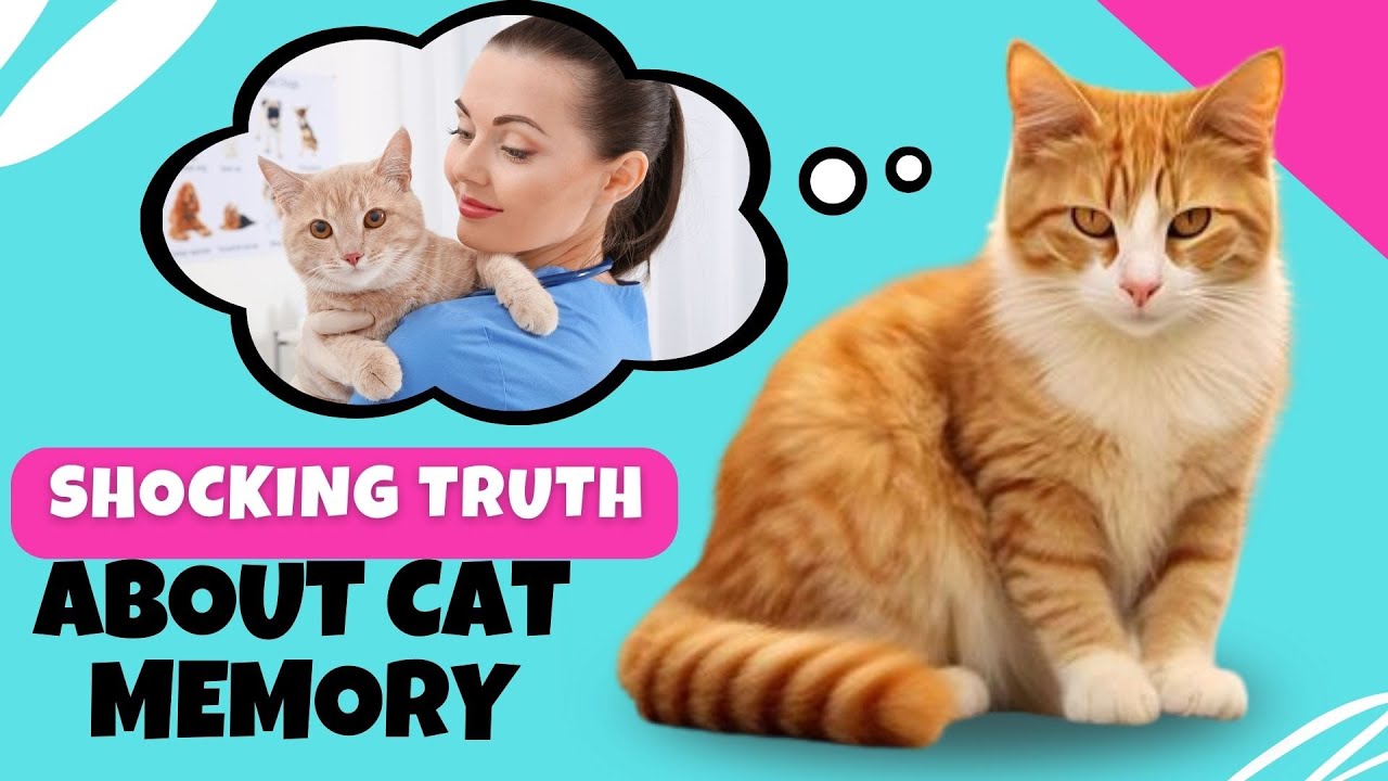 Как много помнят кошки?