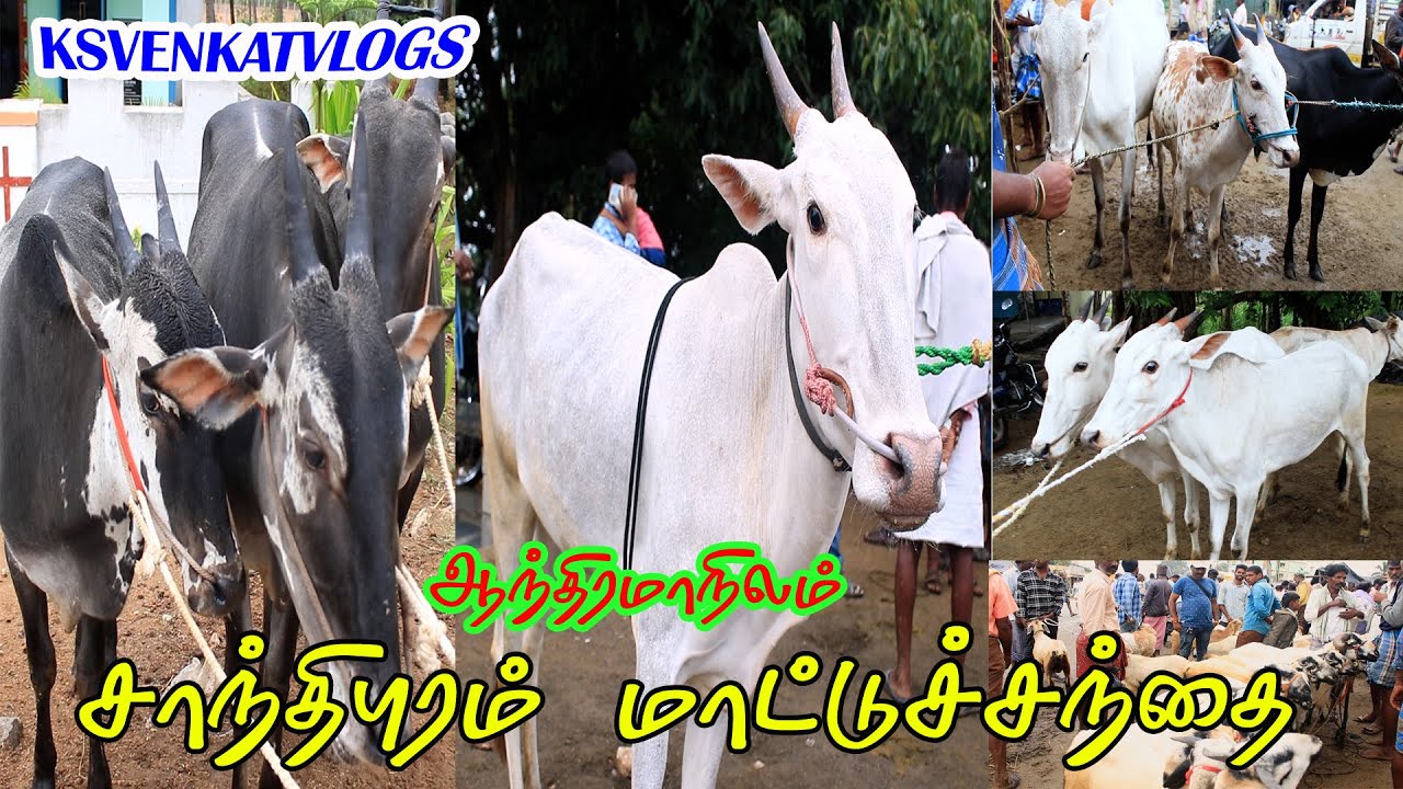 ஆந்திர மாநிலம் சாந்திபுரம் மாட்டுச்சந்தை SHANTHIPURAM #ksvenkatvlogs #cattlemarket #shanthipuram