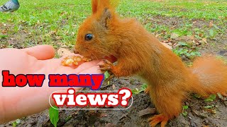 How many views will this beautiful squirrel? Squirrels in the Parks. 4k asmr video. funny squirrel