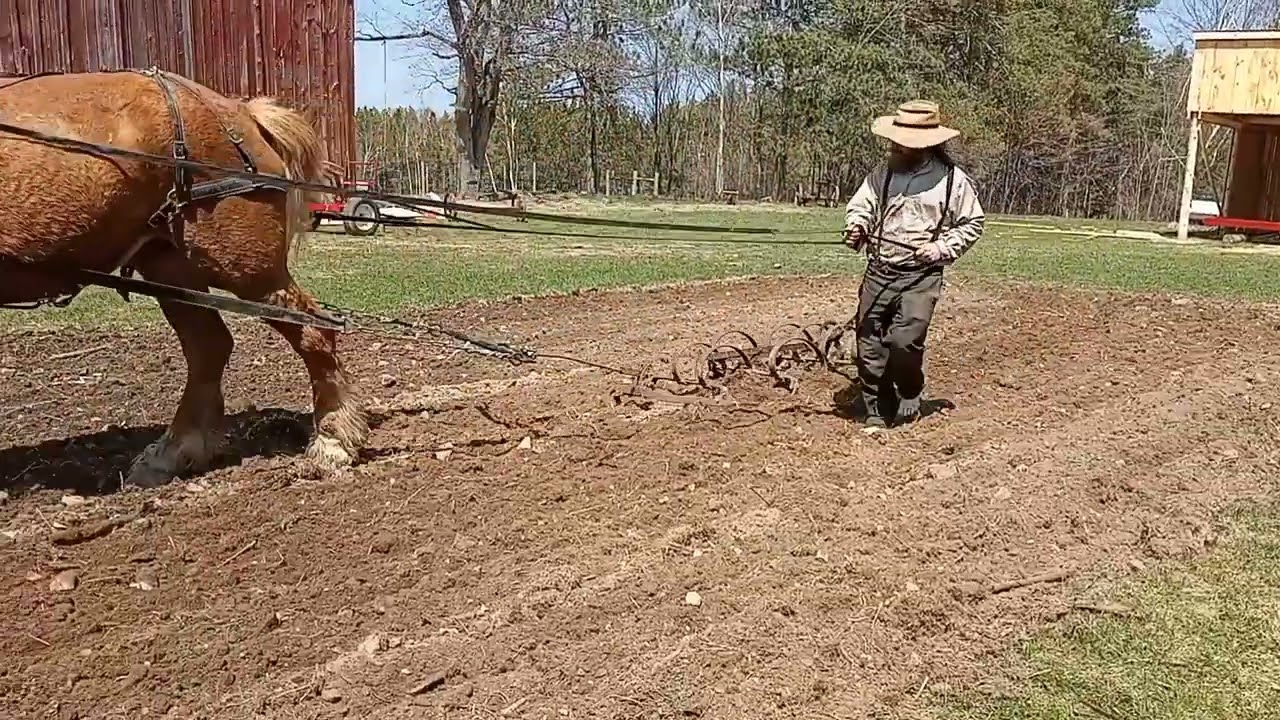 Garden cultivation with 🐎 horse