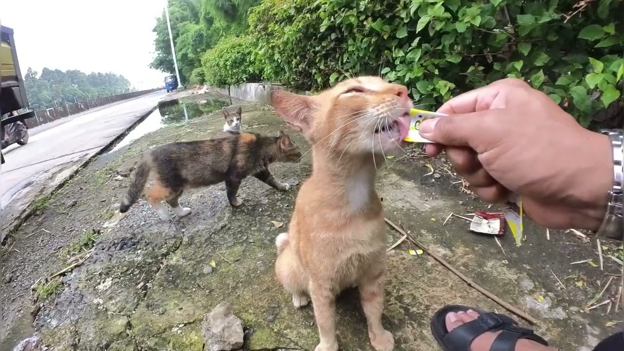 Kucing Mujaer udah gak sabar pengen di suapin mau rebut tapi takut karena si oyen lebih galak 😁