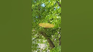 Pixel 6 Pro rattling / buzzing sound in videos