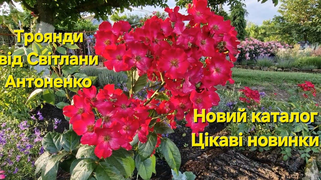 Мої троянди від Світлани Антоненко/Новий каталог/Цікаві сорти/