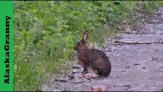 Alaska Rabbit Snowshoe Hare In Summer On My Driveway