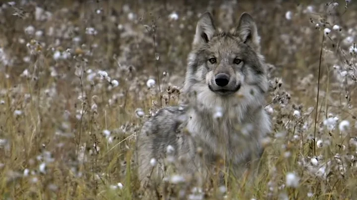 How Wolves Outsmart Buffalo During Hunting | BBC Earth - DayDayNews