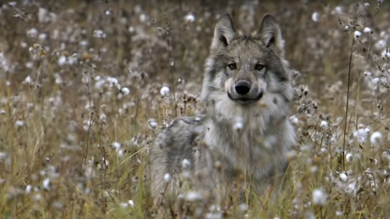 ⁣Wolves' Strategic Buffalo Hunting | BBC Earth