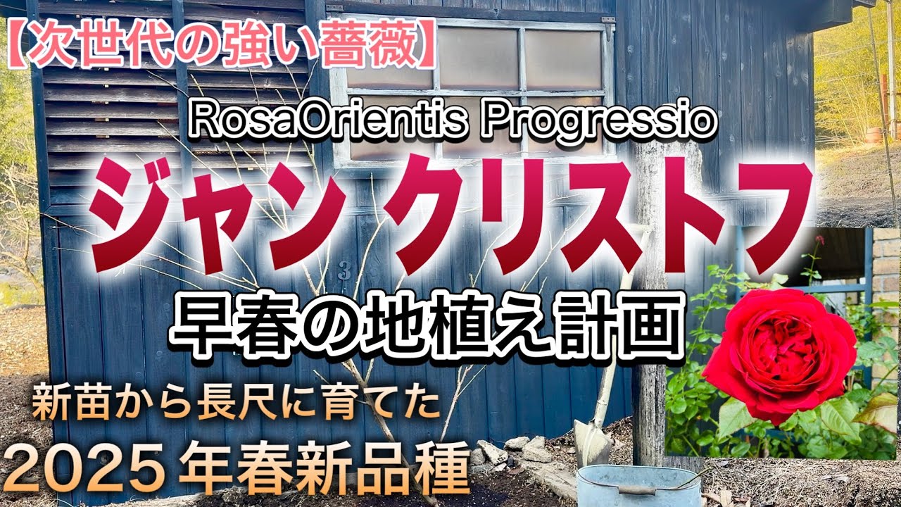 【強いバラの庭】春だ！早速地植えだ！ロサオリエンティスのジャンクリストフの地植え計画だ！！次世代の強い薔薇の紹介です♪
